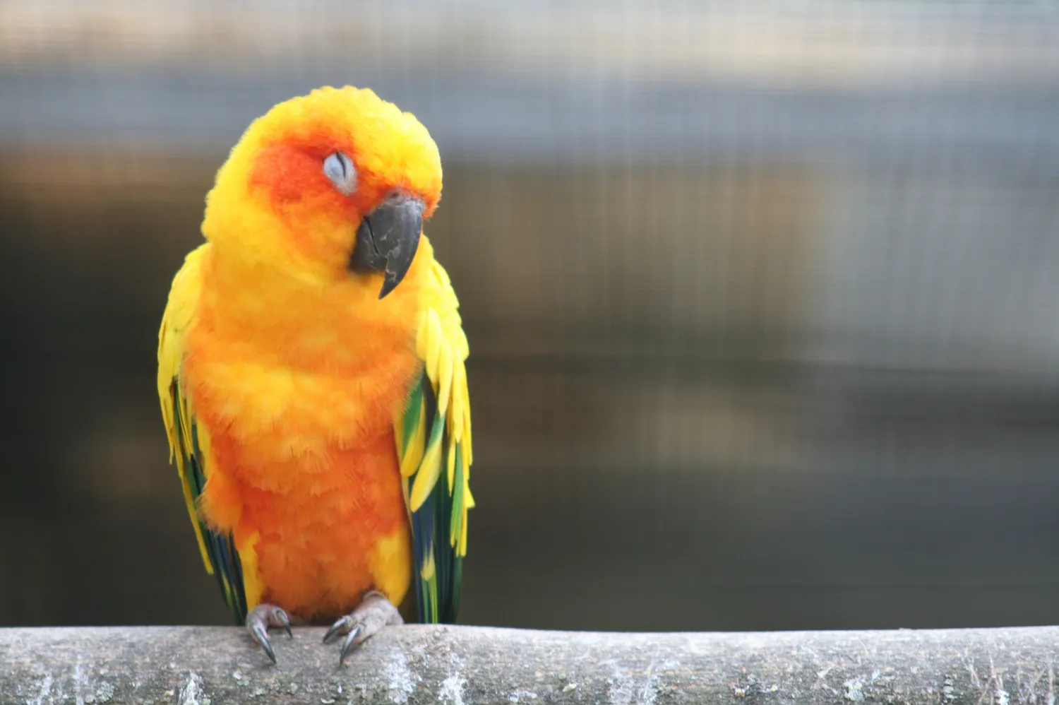 A sun conure parrot, yellow and orange with green wing feathers, perched on a metal rail
