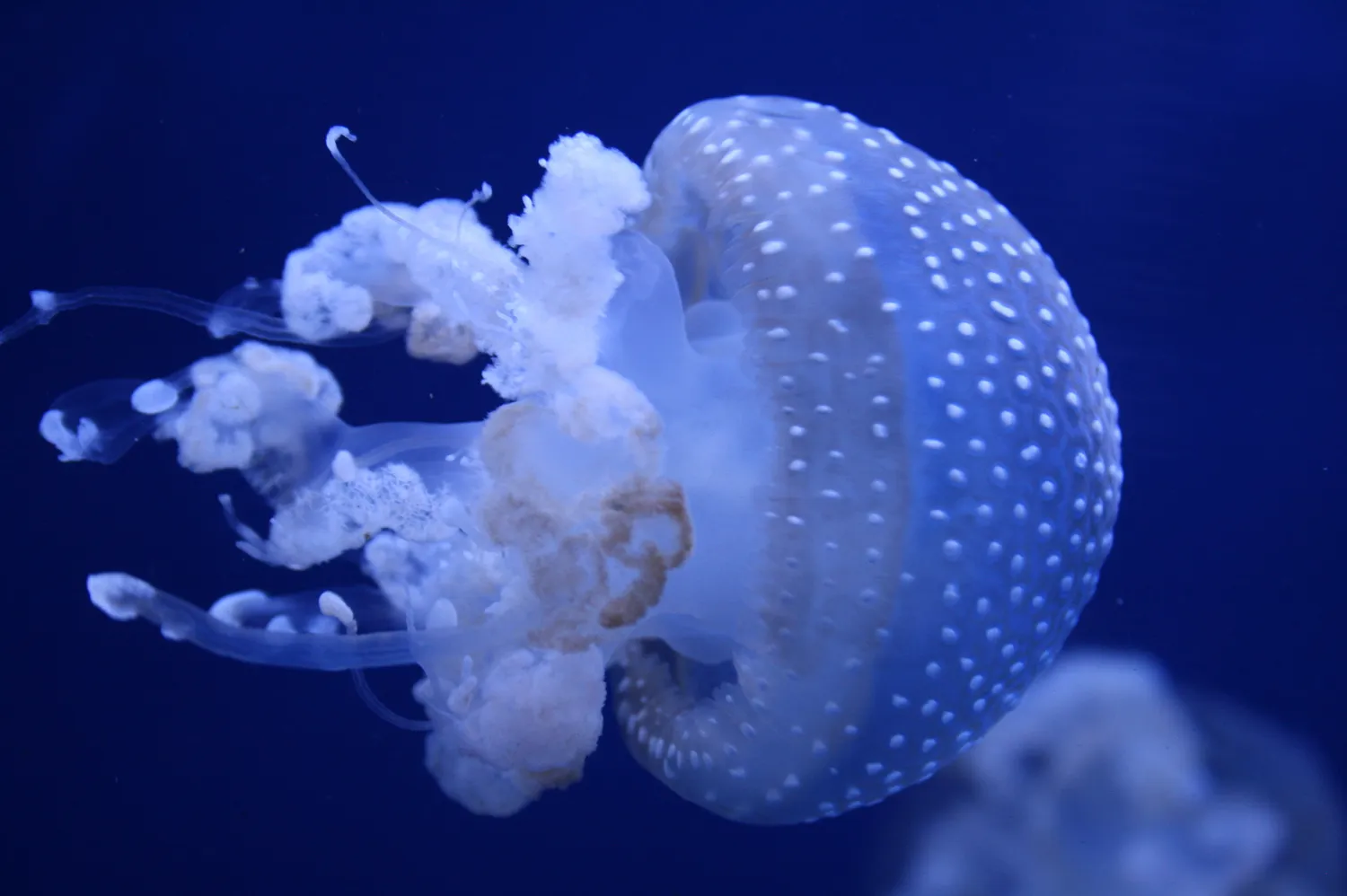 A white-spotted jellyfish drifting in deep blue water, tentacles trailing beneath its bell