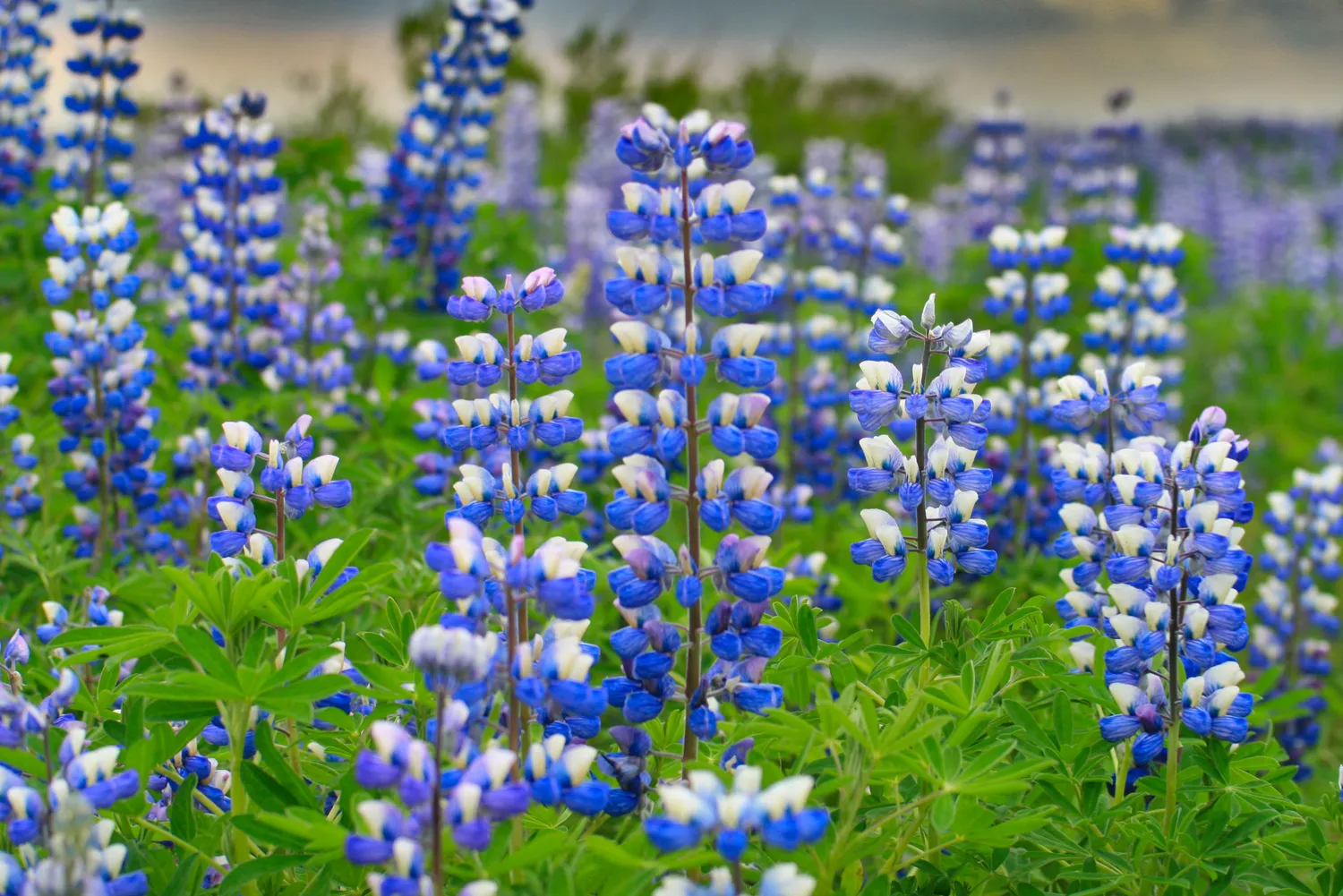 A dense field of blue and white lupins in flower