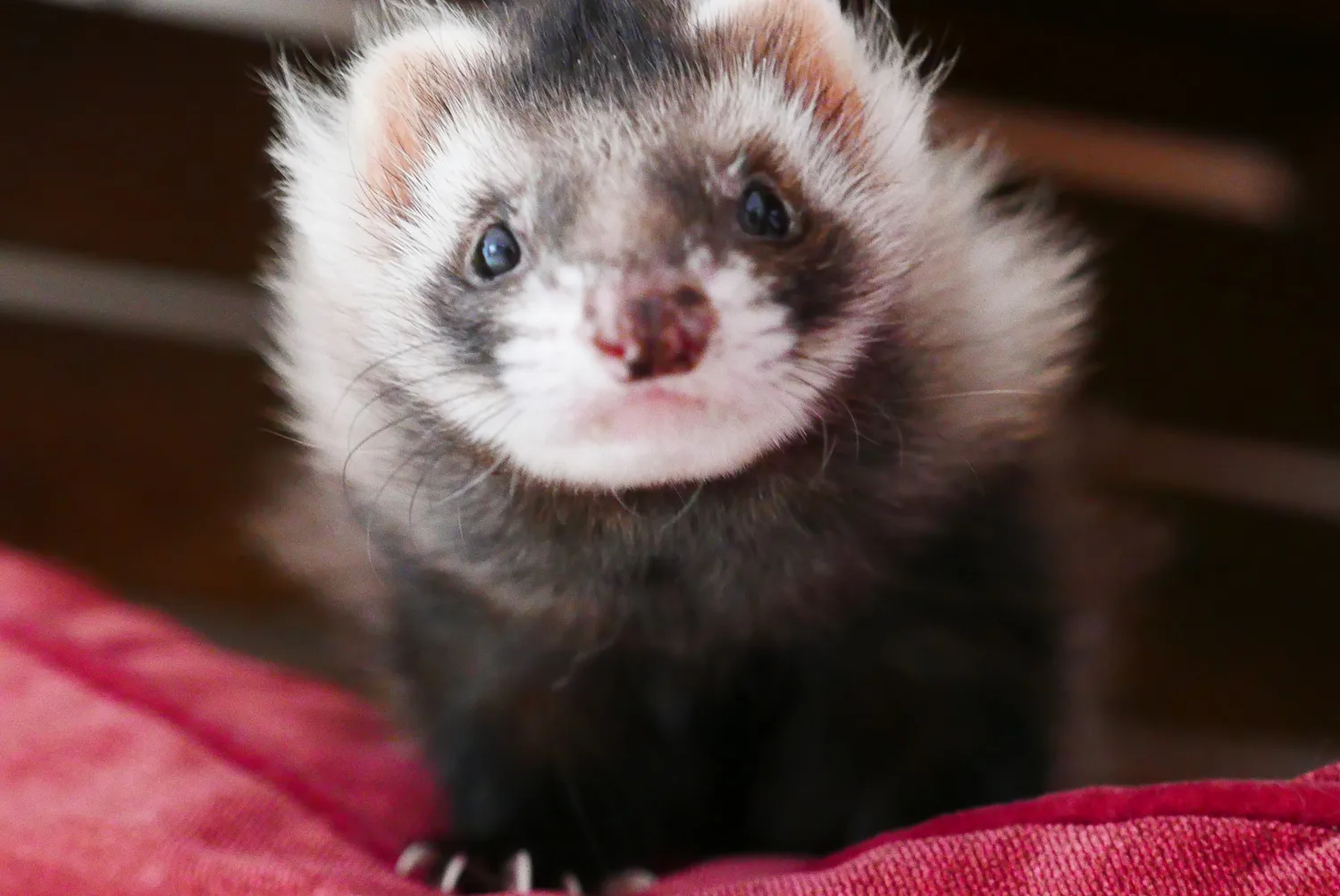 A ferret looking straight into the camera, curled on a red blanket