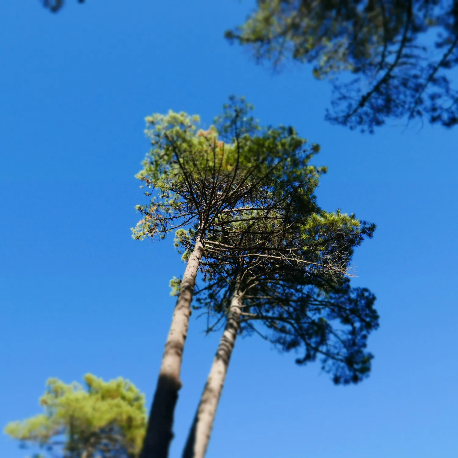 Two pine trees seen from below, leaning against a cloudless deep blue sky