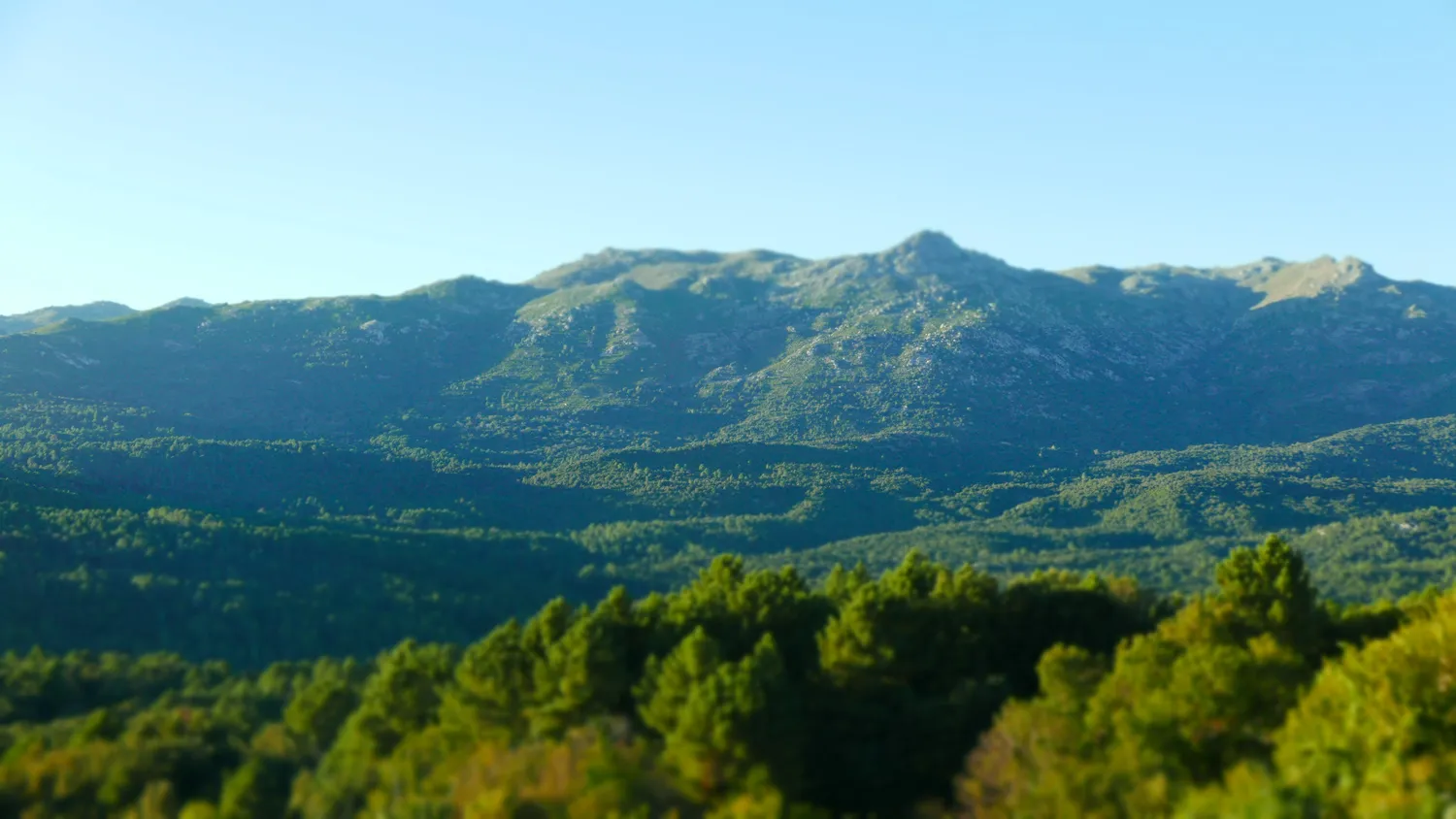 A forested mountain ridge under a clear blue sky, pine canopy in the foreground